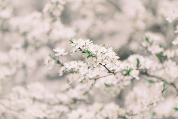 Apricot tree flower with buds and blossoms blooming at springtime, vintage retro floral background
