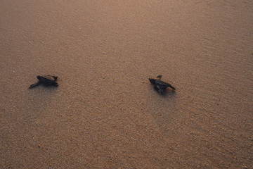 Small turtles backing to the ocean