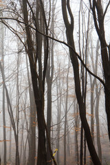 Obraz premium English woodland on a foggy misty morning