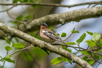 male  Common chaffinch among bright green spring