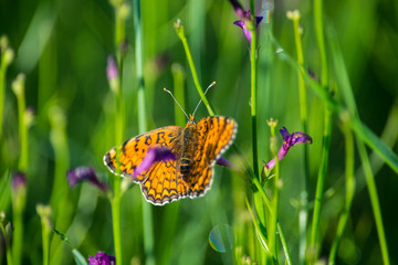 Blue butterfly with green background of grass