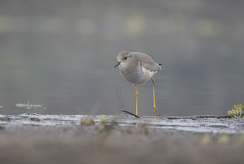 White tailed lapwing(Vanellus leucurus)