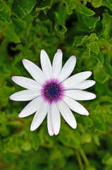 Close up flower, middle purple and white leaves