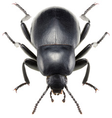 Black darkling beetle Blaps lethifera isolated on white background, front view of beetle.