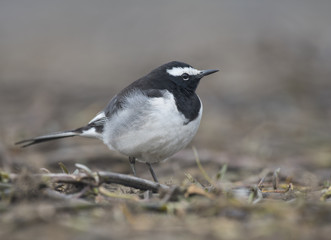 White-browed Wagtail Motacilla - 