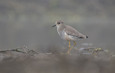 White tailed lapwing