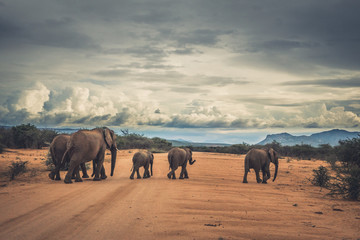 Elefantenfamilie © Wolf