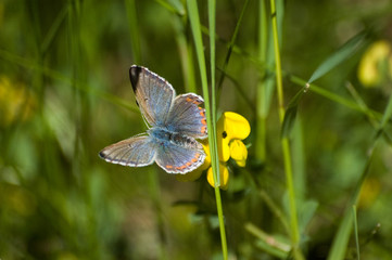 Fototapeta premium butterfly
