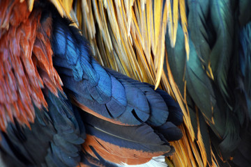 Cock feathers © virginie