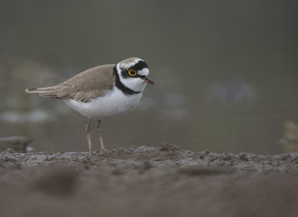 Little ringed plover 
