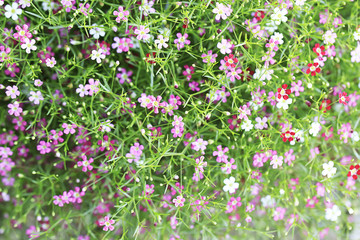 Obraz na płótnie Canvas Gypso flower in the garden for background
