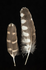Obraz premium Feather Little Owl, Athene noctua