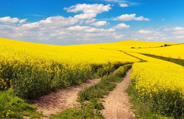 Field of rapeseed, canola or colza