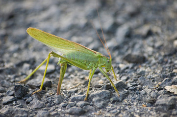 Grasshopper breaking eggs