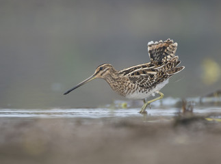 Common Snipe (Galling gallinago)