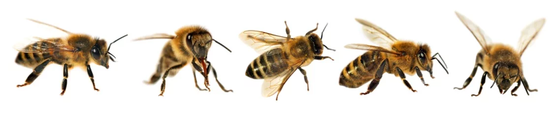 Deurstickers Bij groep bijen of honingbijen, Apis Mellifera
