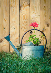 Red flower in the watering can