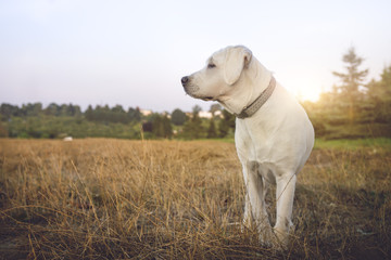 Junger weißer labrador retriever hund auf einem feld bei sonnenuntergang