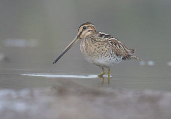 Common Snipe (Galling gallinago)