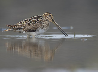 Common Snipe (Galling gallinago)