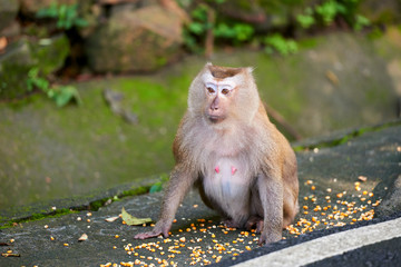 A macaca monkey,  Khao Toh Sae Viewpoint on the Highest Hill in
