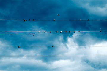 Group of swallows sitting on wires