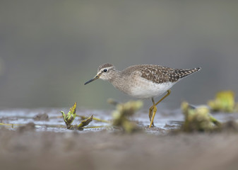 Wood sandpiper