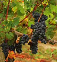 Blue grape cabernet sauvignon 