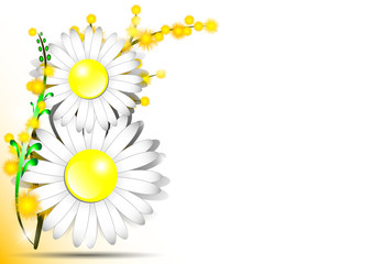 Holiday greeting card with mimosa and shape of 8 from daisies on white background for International Women's Day in March 8. Vector illustration