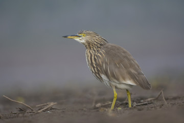 Indian pond heron
