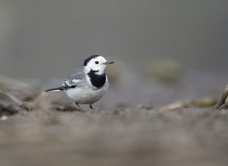 White Wagtail
