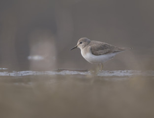 Temminck's stint