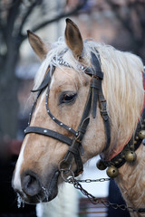 Obraz premium Horse head closeup