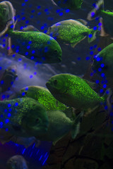 school of fish in the aquarium. dangerous piranha behind glass. 