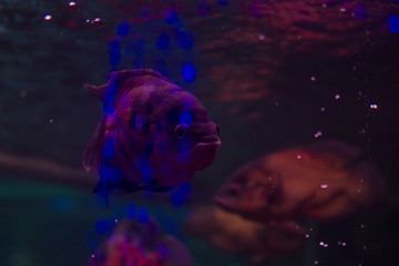 piranha in the aquarium. fish with shiny scales. dangerous fish. bright light