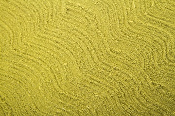 Moringa in leaves and powder