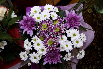A bouquet of white and purple chrysanthemums