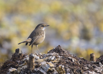 Bluethroat (Luscinia svecica) beautiful bworn bird