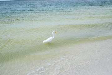 Reiher am Strand in Florida