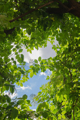 green leaves against the sky with clouds