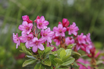 Fototapeta premium Alpenrosenblüte