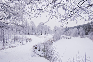 Winter landscape in snow forest