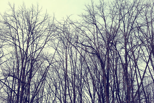 Mysterious scary forest, branches trees, vintage toned colors