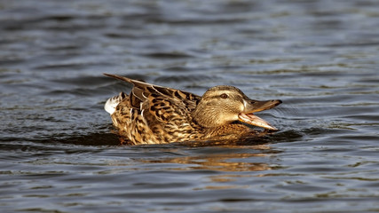 Beautiful duck swim on the lake. Mallard, or Wild duck (Anas platyrhynchos).
