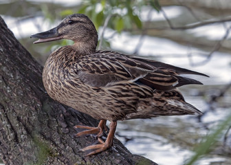 Duck sitting on the tree. Mallard, or Wild duck (Anas platyrhynchos).