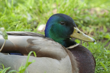 Close-up of beautiful drake. Mallard, or Wild duck (Anas platyrhynchos).