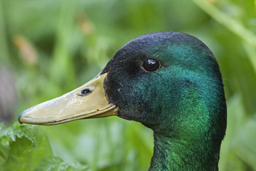 Close-up of beautiful drake. Mallard, or Wild duck (Anas platyrhynchos).