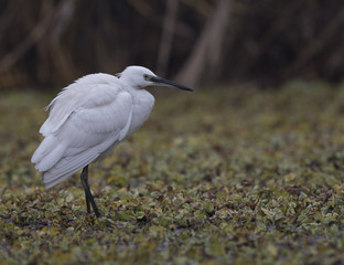Little Egret