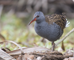 Water rail