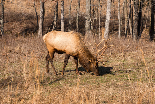 Bull elk